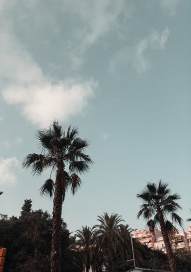 Quadro Palms in Barcelona