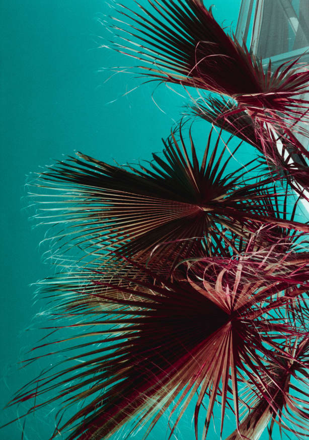 Quadro PALMS IV