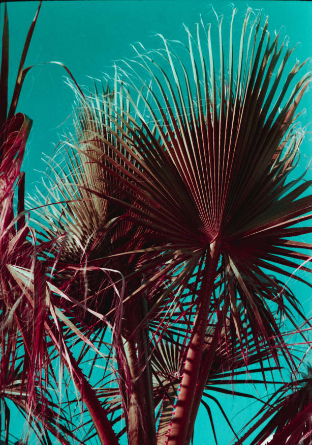 Quadro PALMS V