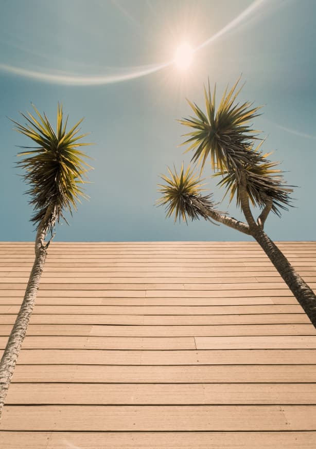 Quadro Retro Palms in the Sun