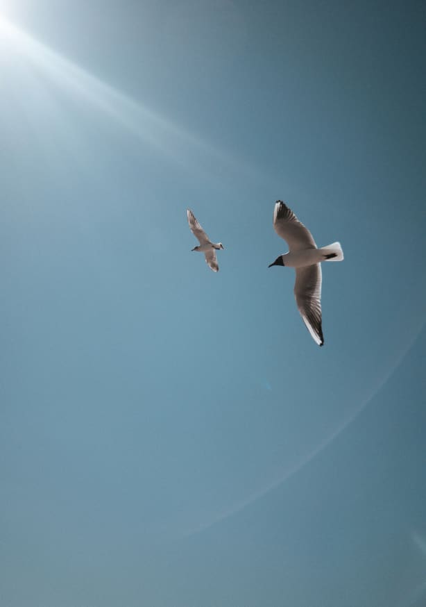 Quadro Seagulls (1)