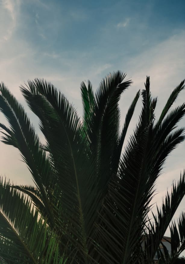 Quadro Soft Palms