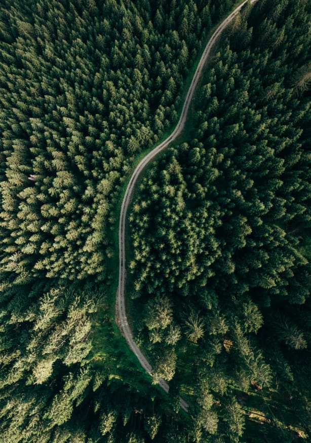 Quadro Street through the Forest Edition 2