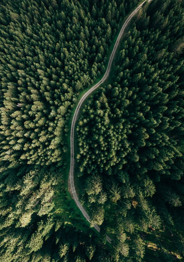 Quadro Street through the Forest Edition 2