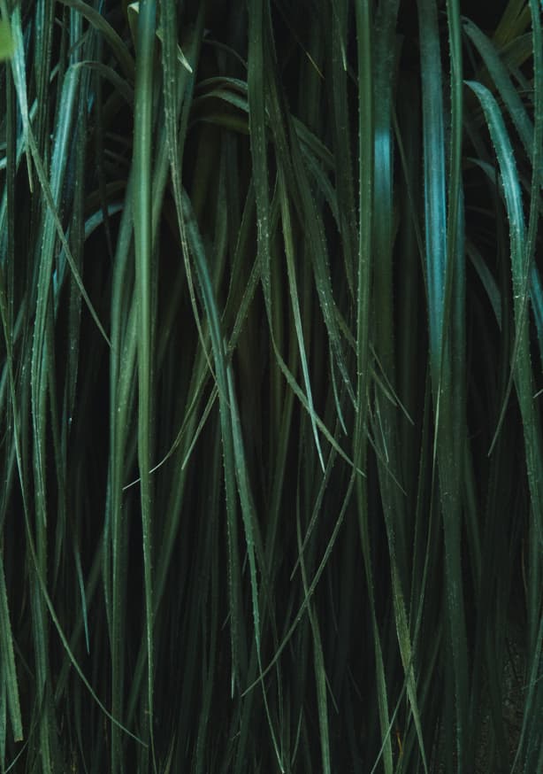 Quadro Structured Greens