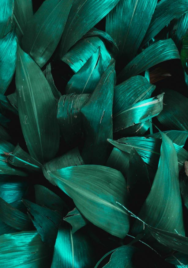 Quadro Texture Plants