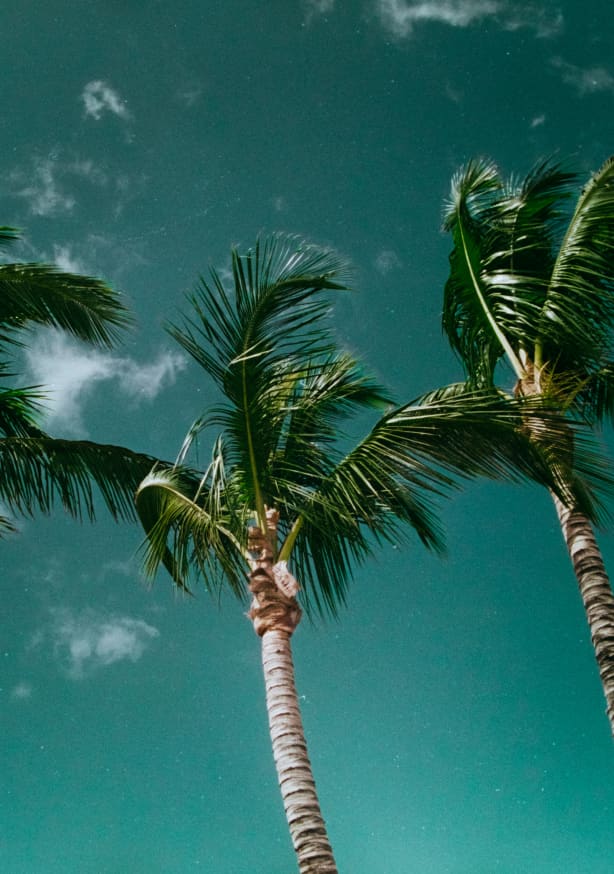 Quadro Tropical Palms