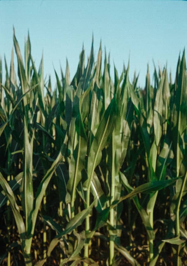 Quadro Analog Series Corn Fields