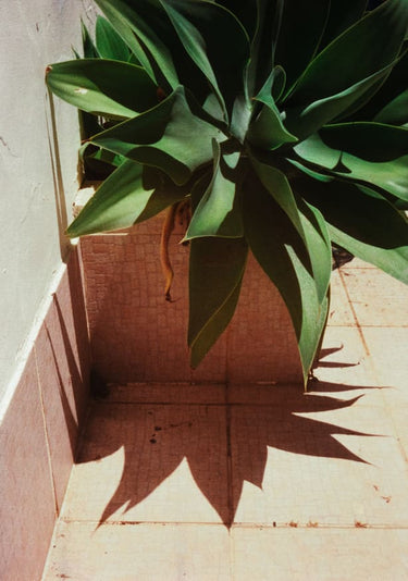 Quadro Analog Series Plant By the Pool