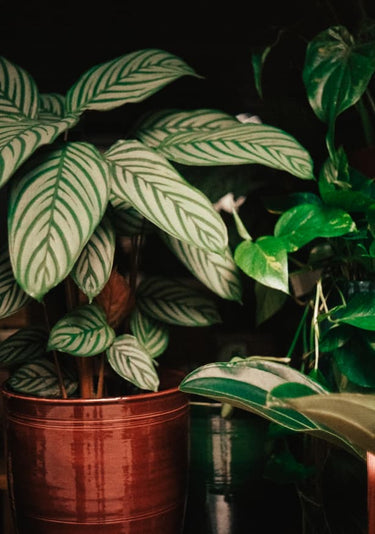 Quadro Analog Series the Plant Shop