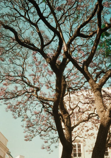 Quadro Analog Series the Tree in the City