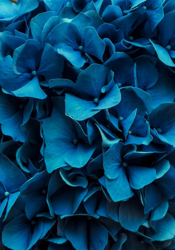 Quadro Blue Blossoms