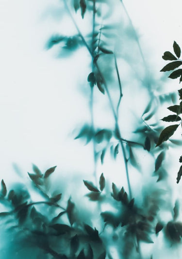 Quadro Blue Leaves on Frosted Glass