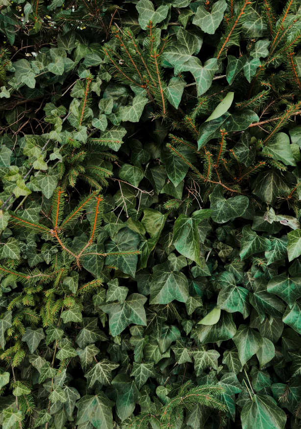 Quadro Climbing Plant