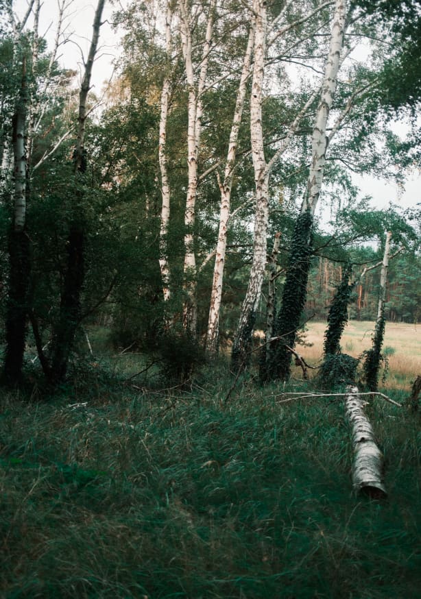 Quadro Forest Scene