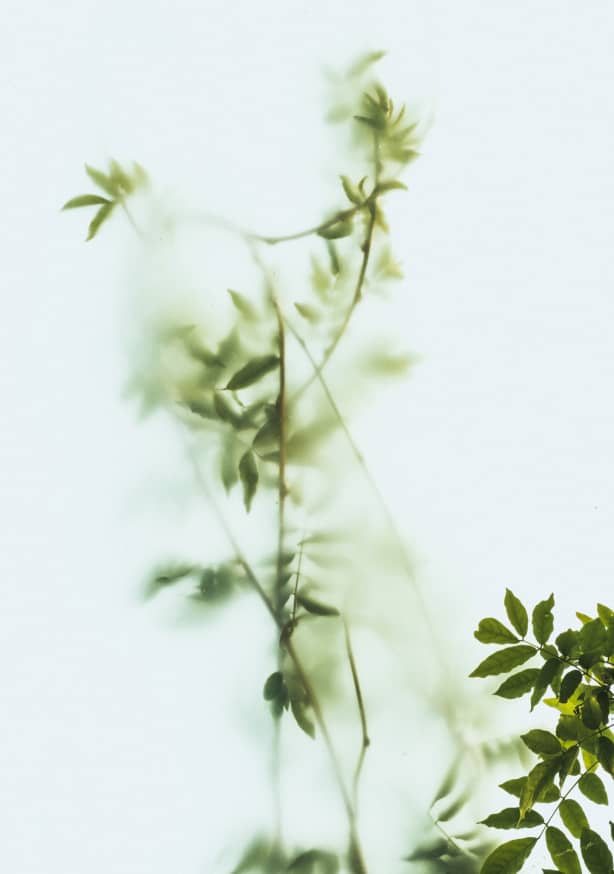 Quadro Green Frosted Glass and Leaves