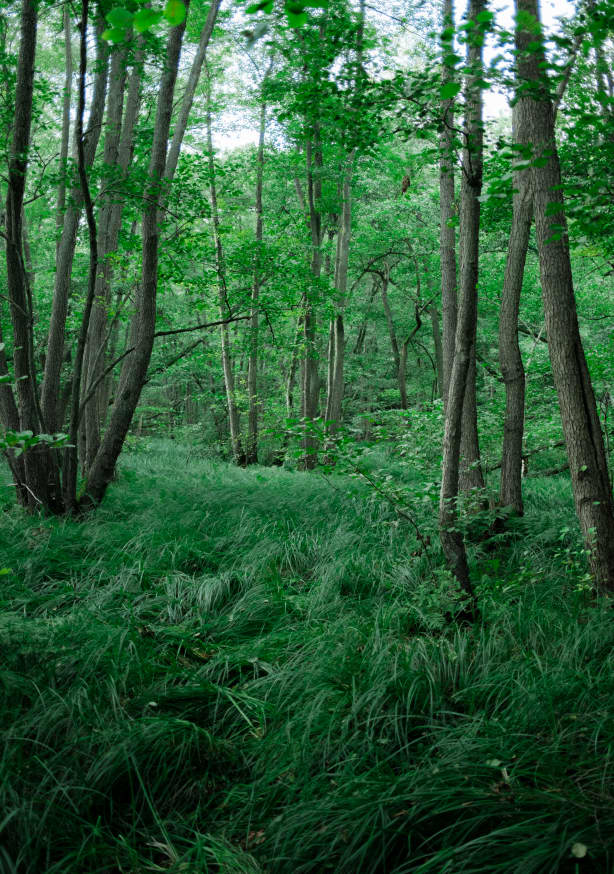 Quadro Green Nature