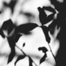 Quadro Shadow Flowers - Obrah | Quadros e Posters para Transformar a Parede