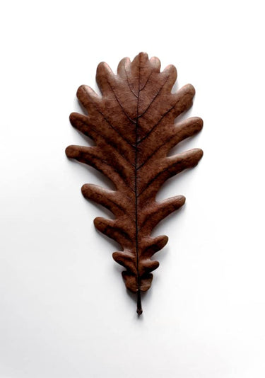 Quadro Shapes Grafic Oak Leaf - Obrah | Quadros e Posters para Transformar a Parede