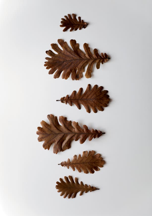 Quadro Shapes Oak Leafs