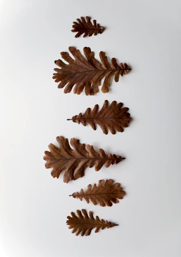 Quadro Shapes Oak Leafs - Obrah | Quadros e Posters para Transformar a Parede