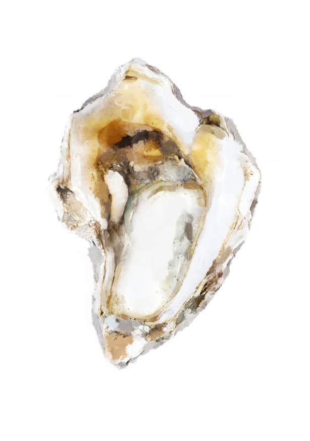 Quadro Shell no. 2