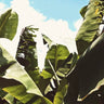 Quadro Silent Compilation - Obrah | Quadros e Posters para Transformar a Parede