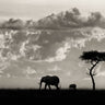 Quadro Silhouettes of Mara by Mario Moreno - Obrah | Quadros e Posters para Transformar a Parede