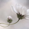 Quadro Simply Cosmos by Mandy Disher - Obrah | Quadros e Posters para Transformar a Parede