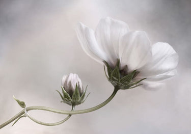 Quadro Simply Cosmos by Mandy Disher - Obrah | Quadros e Posters para Transformar a Parede