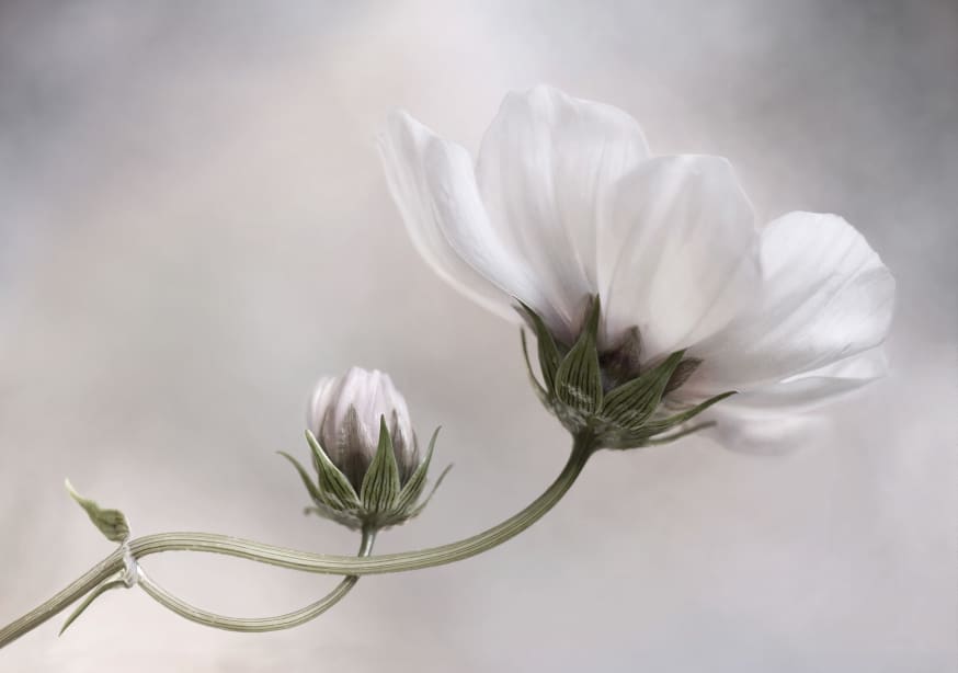 Quadro Simply Cosmos by Mandy Disher - Obrah | Quadros e Posters para Transformar a Parede
