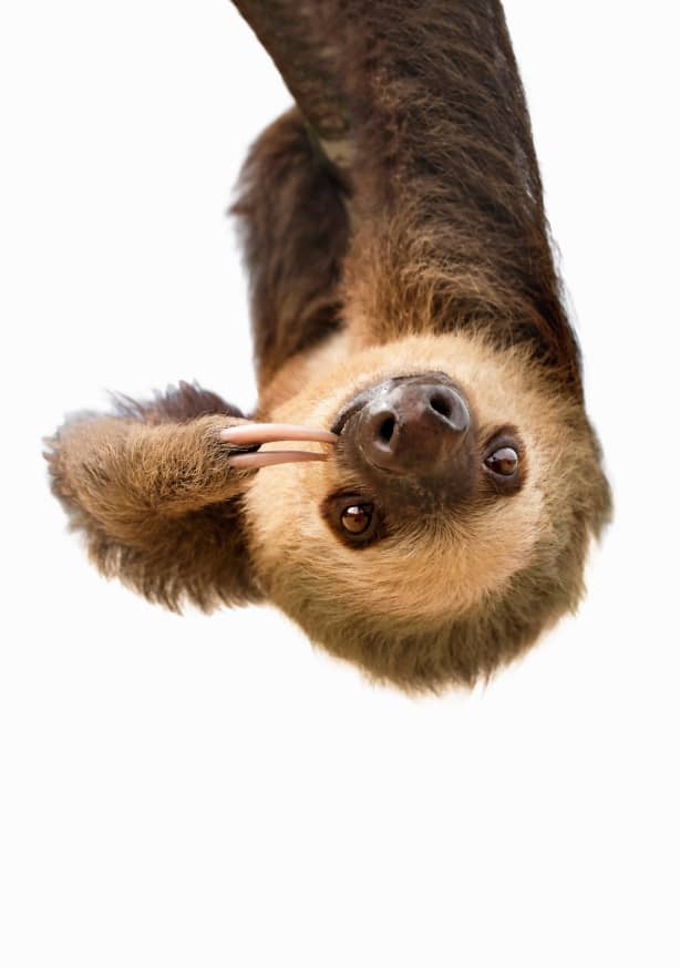Quadro Sloth - Obrah | Quadros e Posters para Transformar a Parede