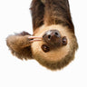 Quadro Sloth - Obrah | Quadros e Posters para Transformar a Parede