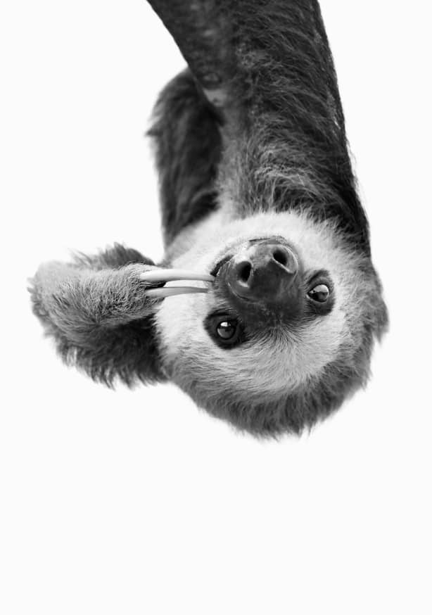 Quadro Sloth Bw - Obrah | Quadros e Posters para Transformar a Parede