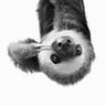 Quadro Sloth Bw - Obrah | Quadros e Posters para Transformar a Parede