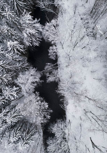 Quadro Black River Through the Snowy Winter Forest - Obrah | Quadros e Posters para Transformar a Parede