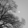 Quadro Full Moon Loves Winter Tree Black & White Edition - Obrah | Quadros e Posters para Transformar a Parede