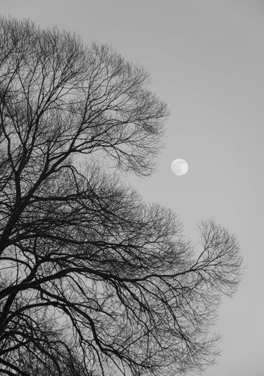 Quadro Full Moon Loves Winter Tree Black & White Edition - Obrah | Quadros e Posters para Transformar a Parede