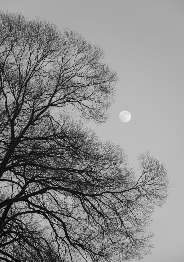 Quadro Full Moon Loves Winter Tree Black & White Edition - Obrah | Quadros e Posters para Transformar a Parede