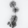 Quadro Trees At a Snowy Ice Stream - Obrah | Quadros e Posters para Transformar a Parede