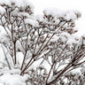 Quadro Snowy White Flower Branches - Obrah | Quadros e Posters para Transformar a Parede