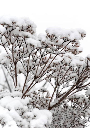 Quadro Snowy White Flower Branches - Obrah | Quadros e Posters para Transformar a Parede