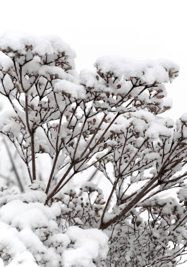 Quadro Snowy White Flower Branches - Obrah | Quadros e Posters para Transformar a Parede