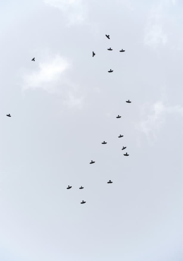 Quadro Birds Flying South - Obrah | Quadros e Posters para Transformar a Parede