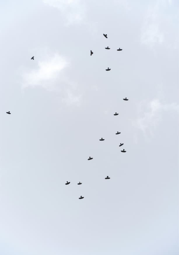 Quadro Birds Flying South