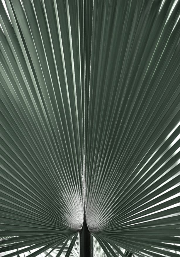 Quadro Blue Green Grafic Palm Leaf - Obrah | Quadros e Posters para Transformar a Parede