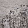 Quadro Flower Buds in the Beige Greige Golden Field 1 - Obrah | Quadros e Posters para Transformar a Parede