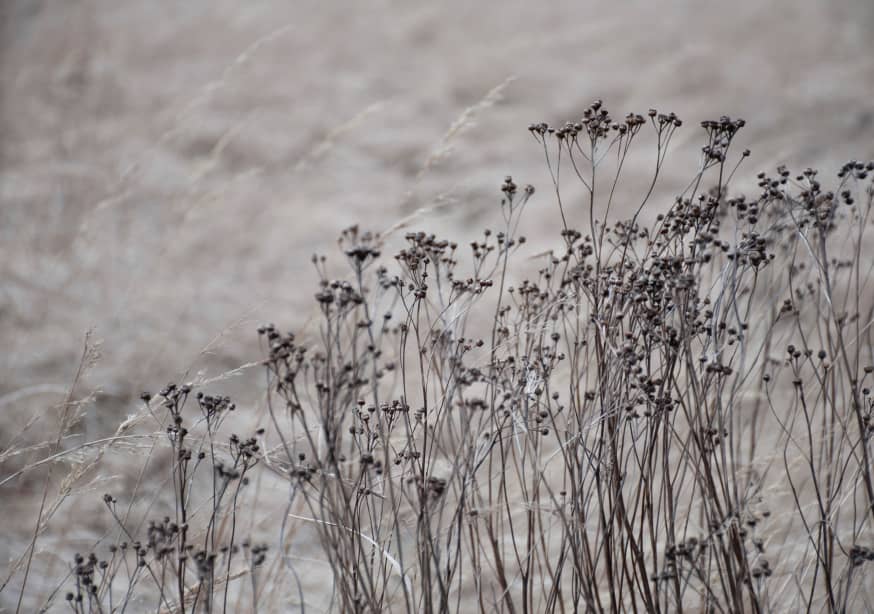 Quadro Flower Buds in the Beige Greige Golden Field 1 - Obrah | Quadros e Posters para Transformar a Parede