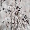 Quadro Flower Buds in the Beige Greige Golden Field 2 - Obrah | Quadros e Posters para Transformar a Parede
