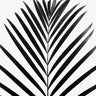 Quadro Minimal Palm Leaf Black & White Ed - Obrah | Quadros e Posters para Transformar a Parede